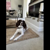 English Springer Spaniel - Both