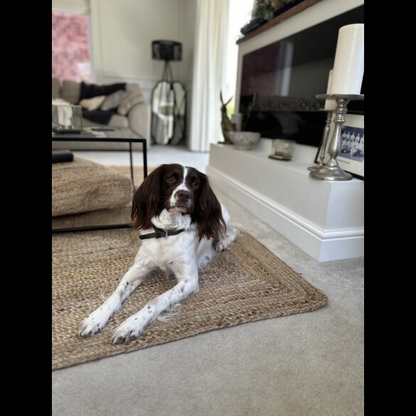 English Springer Spaniel - Both