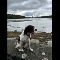 English Springer Spaniel - Both