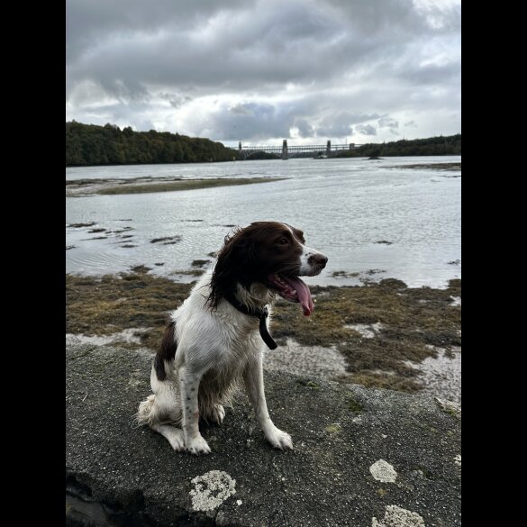English Springer Spaniel - Both