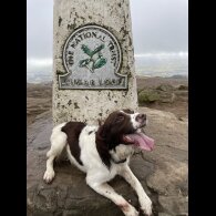 English Springer Spaniel - Both