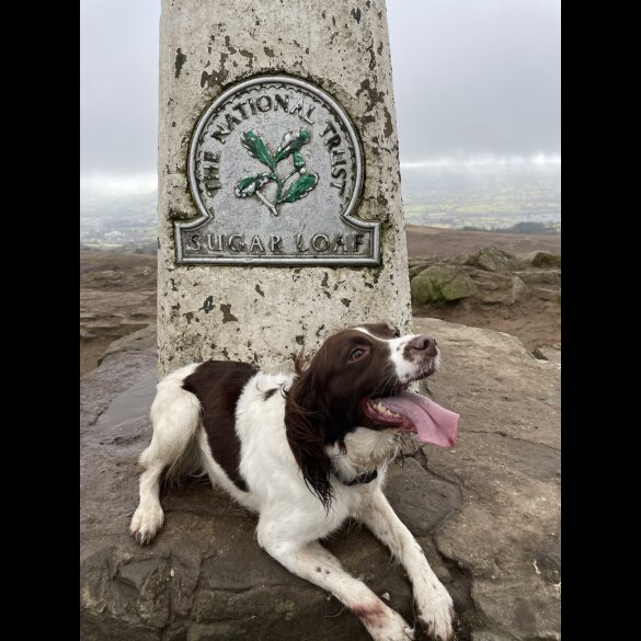 English Springer Spaniel - Both