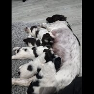 English Springer Spaniel - Both