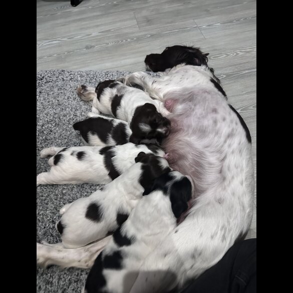 English Springer Spaniel - Both