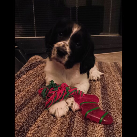 English Springer Spaniel - Both