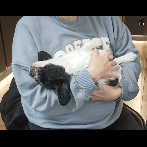 English Springer Spaniel - Both