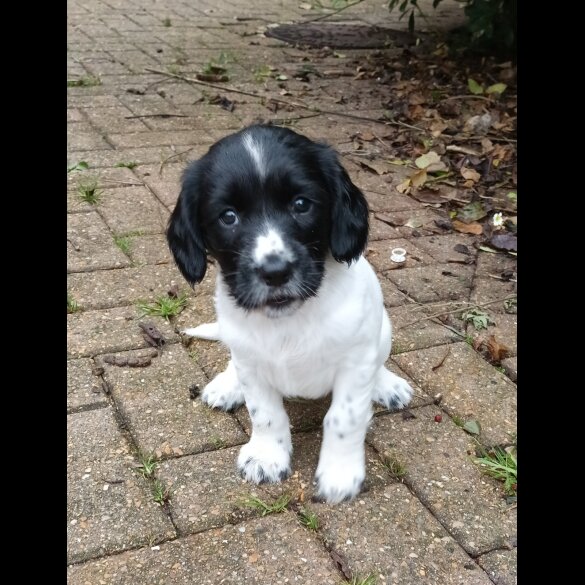English Springer Spaniel - Both