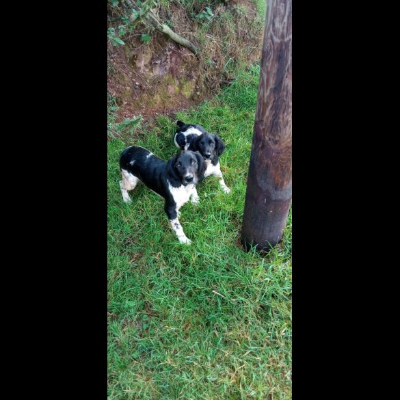 English Springer Spaniel - Dogs
