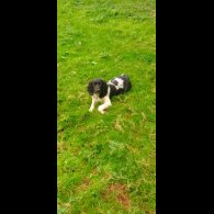 English Springer Spaniel - Dogs