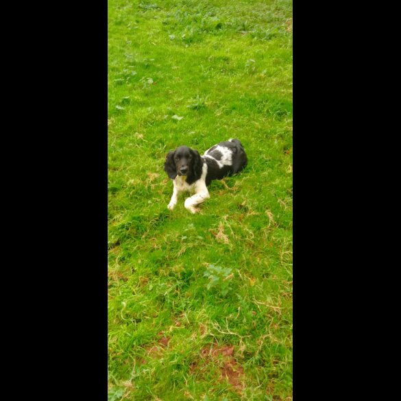 English Springer Spaniel - Dogs