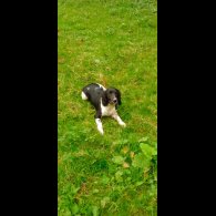 English Springer Spaniel - Dogs