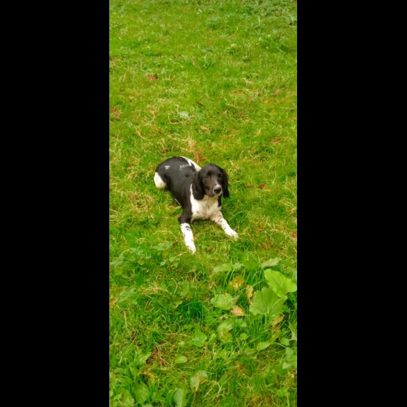 English Springer Spaniel - Dogs