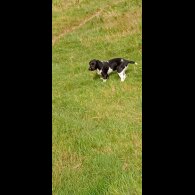 English Springer Spaniel - Dogs