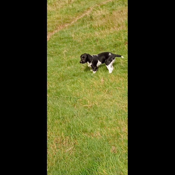 English Springer Spaniel - Dogs