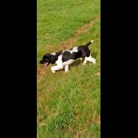 English Springer Spaniel - Dogs