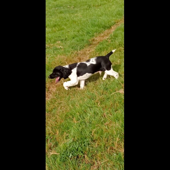 English Springer Spaniel - Dogs