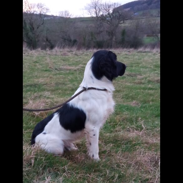 English Springer Spaniel - Dogs