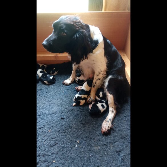 English Springer Spaniel - Dogs