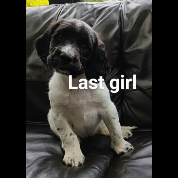English Springer Spaniel - Both