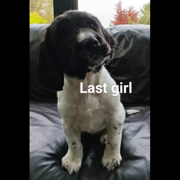 English Springer Spaniel - Both