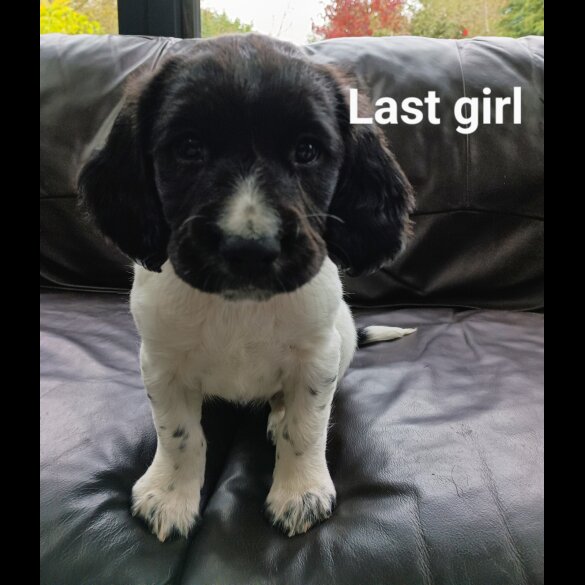 English Springer Spaniel - Both