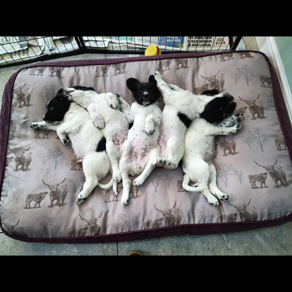 English Springer Spaniel - Both