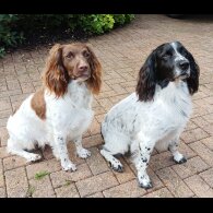 English Springer Spaniel - Both