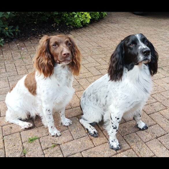 English Springer Spaniel - Both