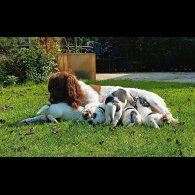 English Springer Spaniel - Both