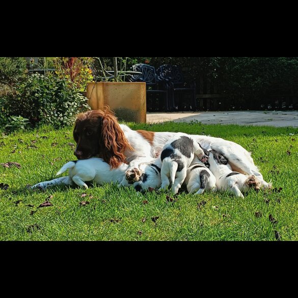 English Springer Spaniel - Both