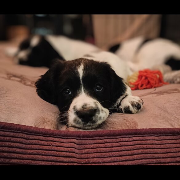 English Springer Spaniel - Both