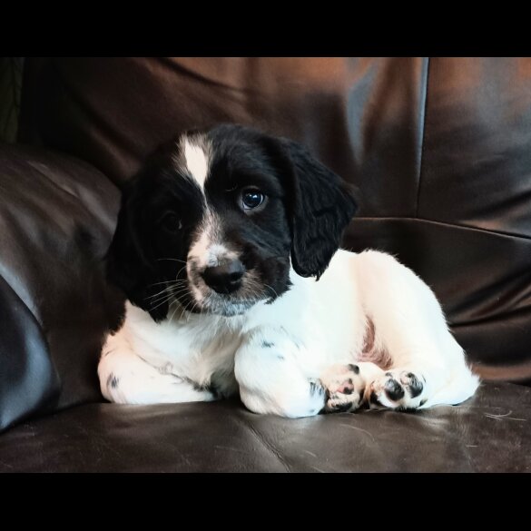 English Springer Spaniel - Both
