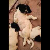 English Springer Spaniel - Both
