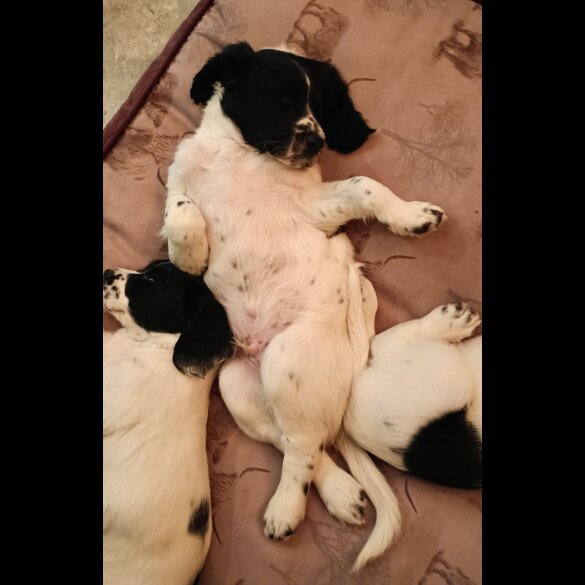 English Springer Spaniel - Both