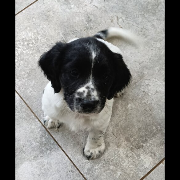 English Springer Spaniel - Both