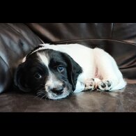 English Springer Spaniel - Both