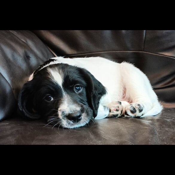 English Springer Spaniel - Both