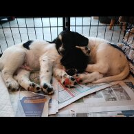 English Springer Spaniel - Both