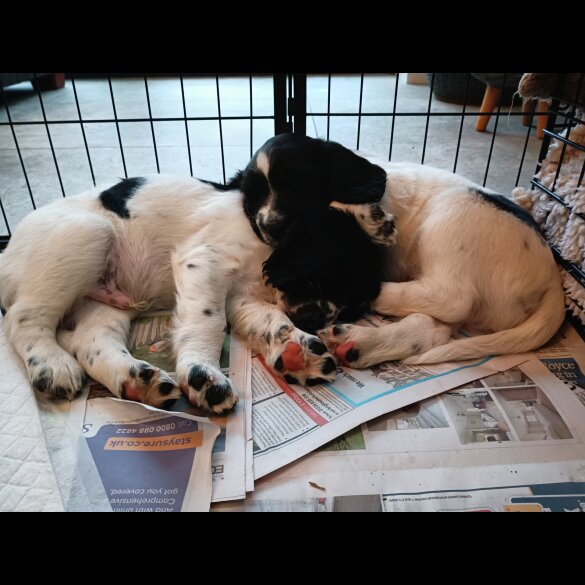 English Springer Spaniel - Both