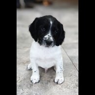 English Springer Spaniel - Both