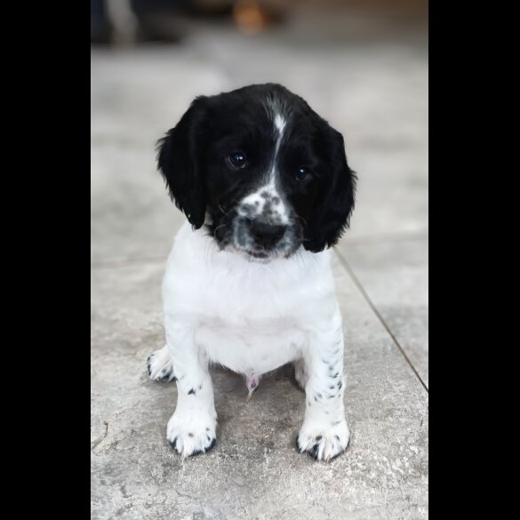 English Springer Spaniel - Both