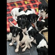 English Springer Spaniel - Both