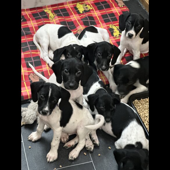 English Springer Spaniel - Both