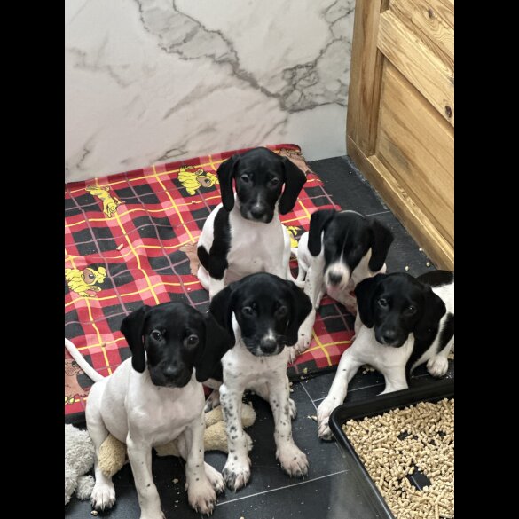 English Springer Spaniel - Both