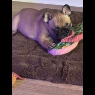 French Bulldog - Both