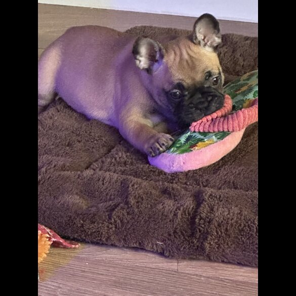 French Bulldog - Both