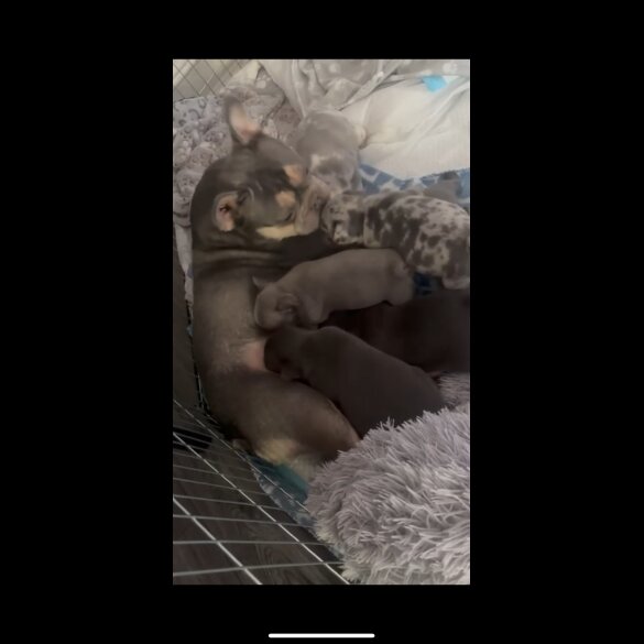 French Bulldog - Both