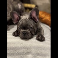French Bulldog - Both