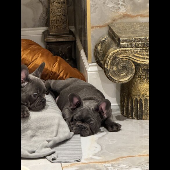 French Bulldog - Both