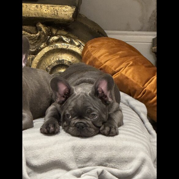French Bulldog - Both